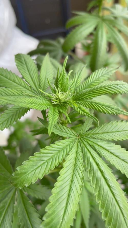 Mimosa feminized
