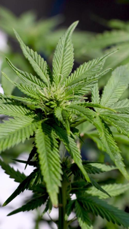 Mimosa feminized