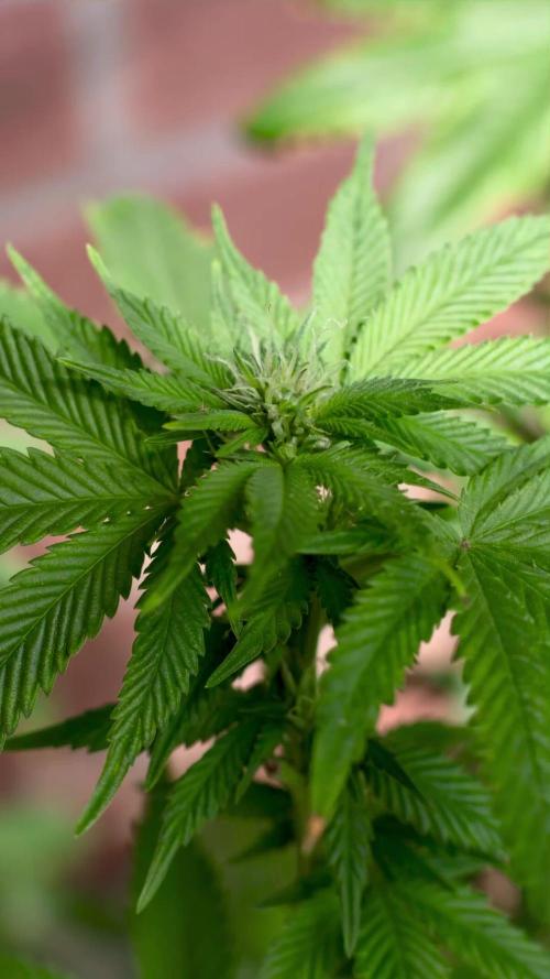 Mimosa feminized