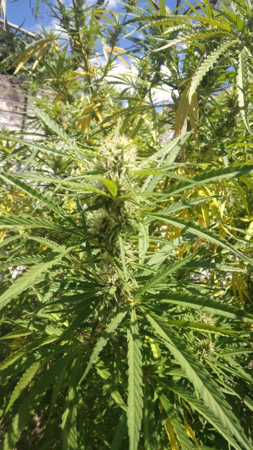 CULTIVATORFROG