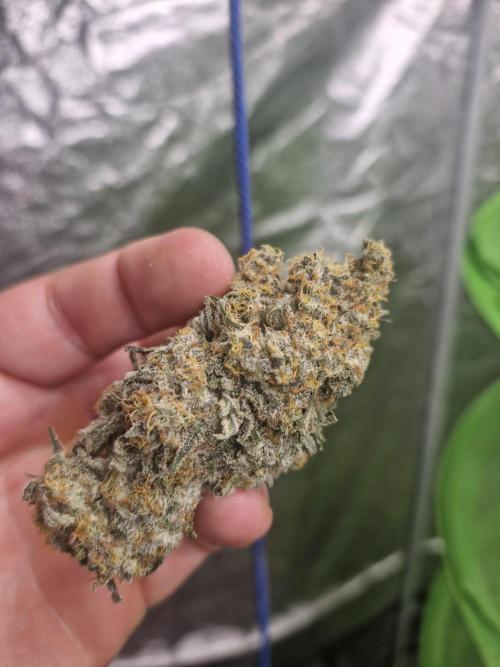 Permanent whitemarker. Week 16