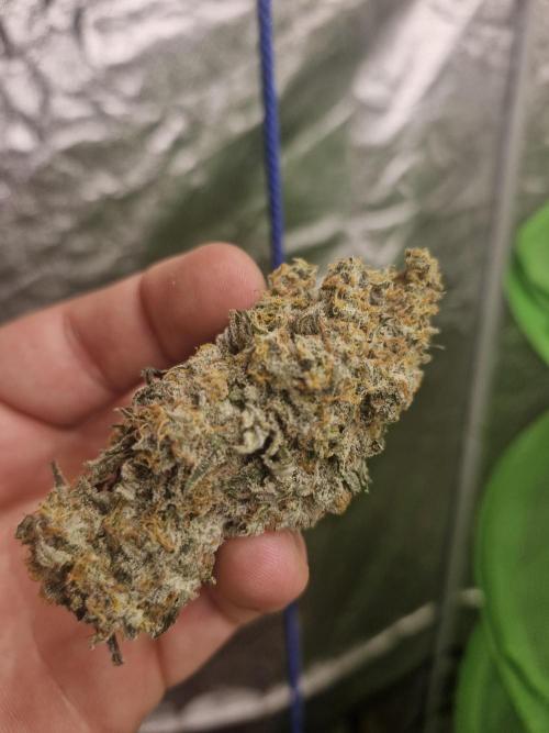 Permanent whitemarker. Week 16