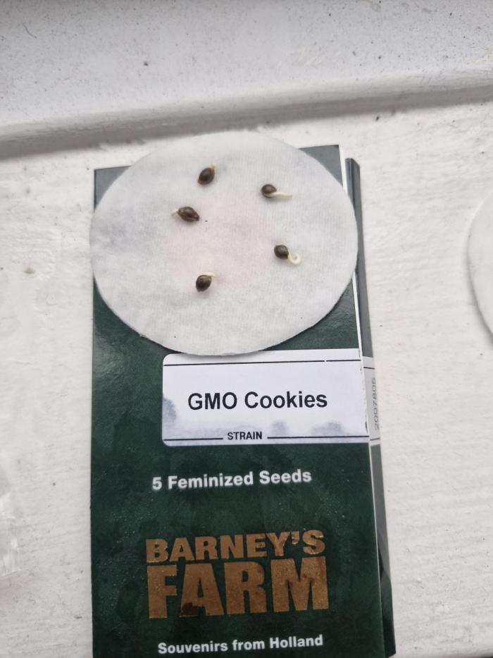 Gmo cookies pheno hunt. Week 0