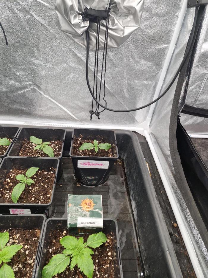 Unknown strain. Week 2