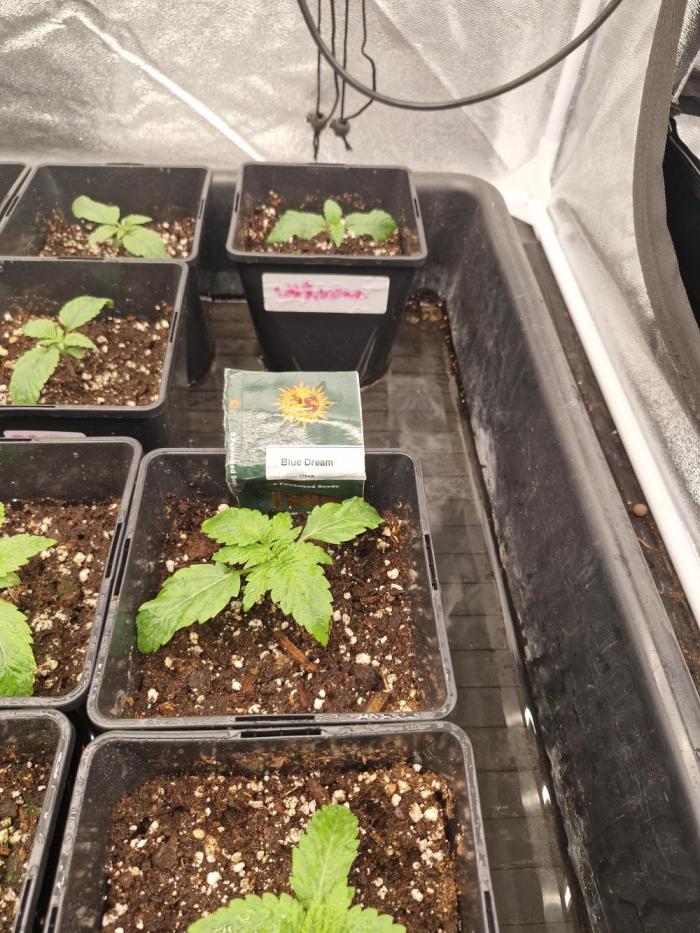 Blue dream pheno hunt. Week 2