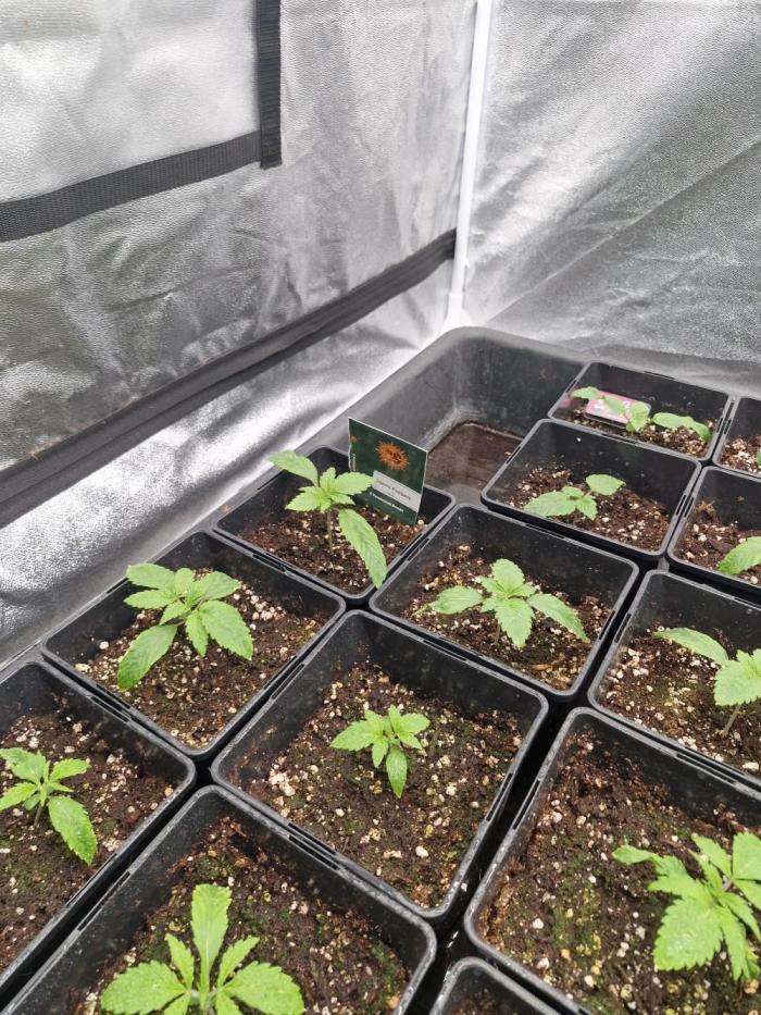 Cherry poppers pheno hunt. Week 2