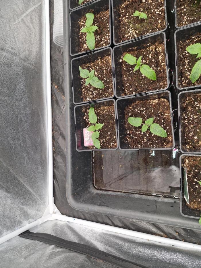 Rs11 pheno hunt. Week 2