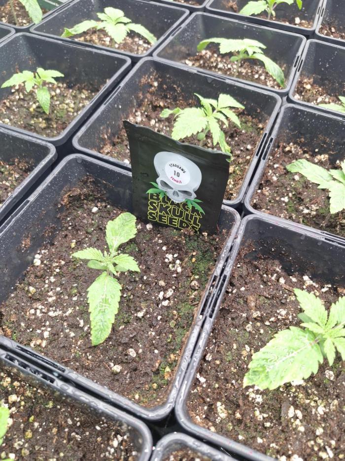 Stardawg pheno hunt. Week 2