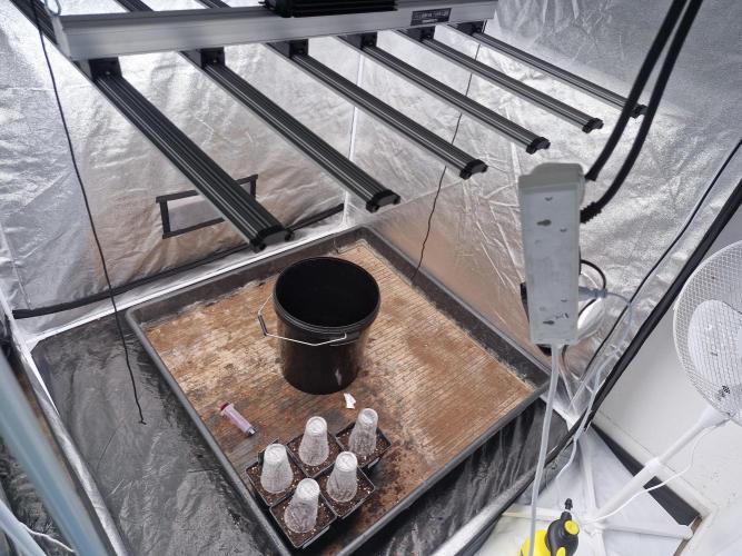 Gmo cookies pheno hunt. Week 1