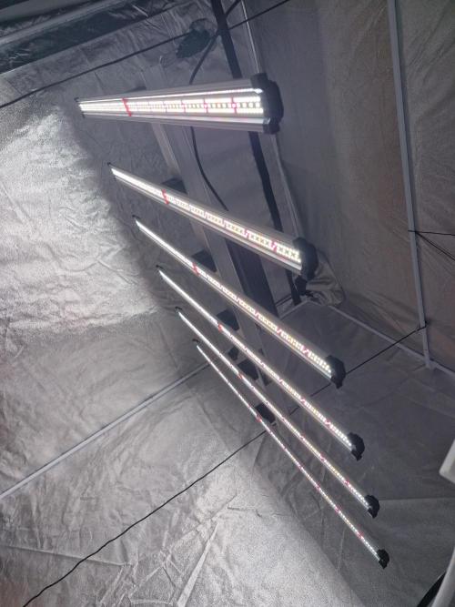 Gmo cookies pheno hunt. Week 1