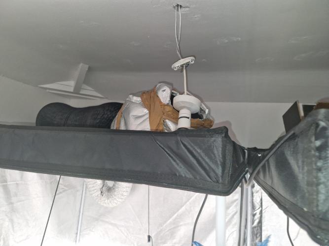 Gmo cookies pheno hunt. Week 1