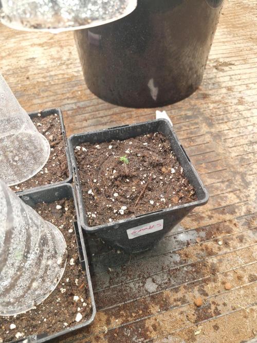 Gmo cookies pheno hunt. Week 1