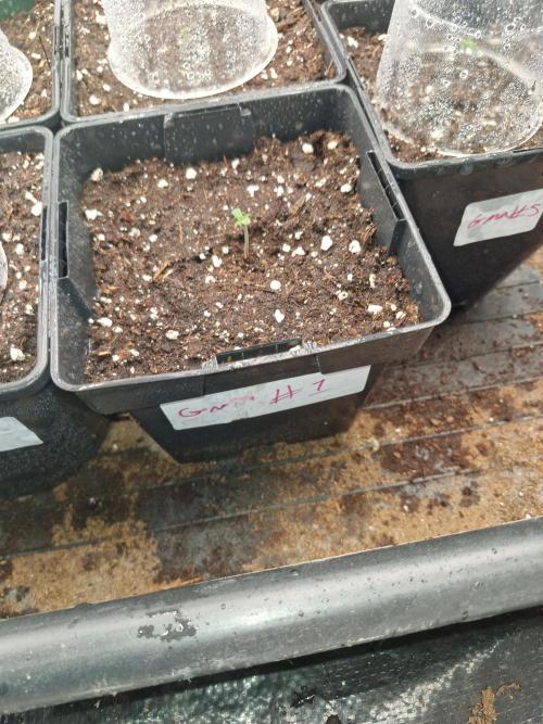 Gmo cookies pheno hunt. Week 1