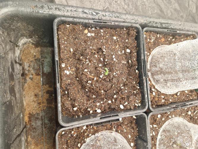 Gmo cookies pheno hunt. Week 1