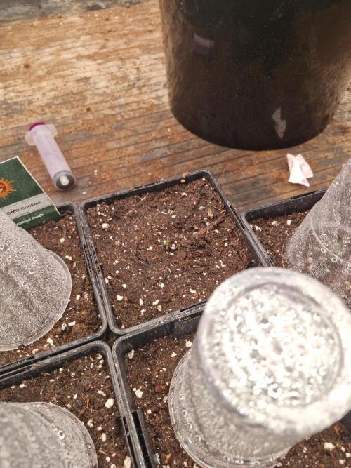 Gmo cookies pheno hunt. Week 1