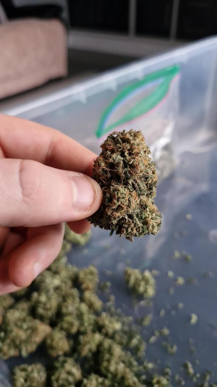 The outdoor cheese. Week 24