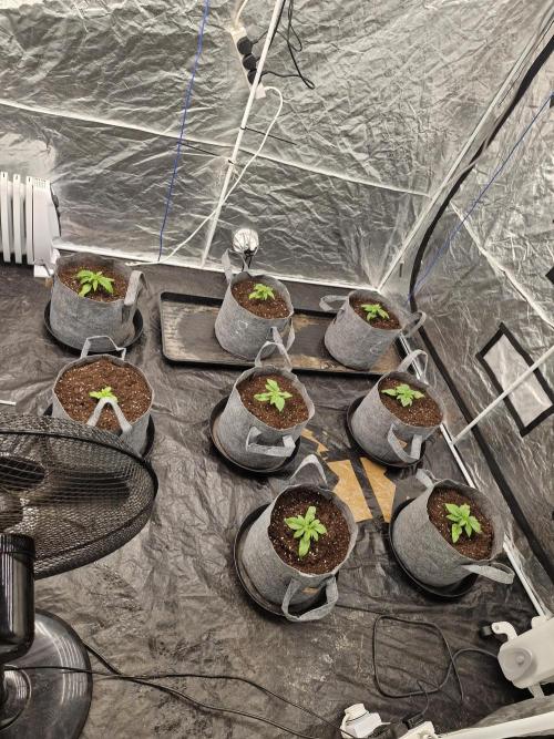 Rs11 pheno hunt. Week 3