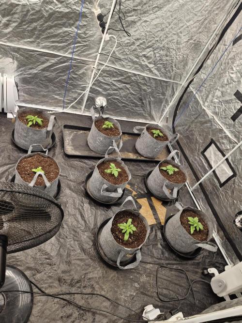 Rs11 pheno hunt. Week 3