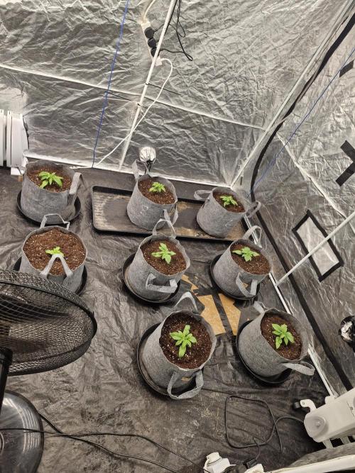 Rs11 pheno hunt. Week 3