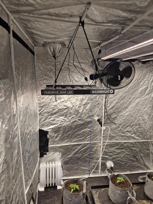 Rs11 pheno hunt. Week 3