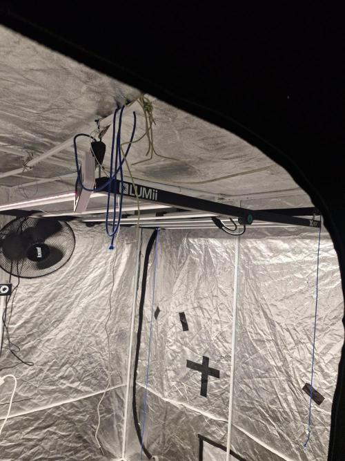 Rs11 pheno hunt. Week 3