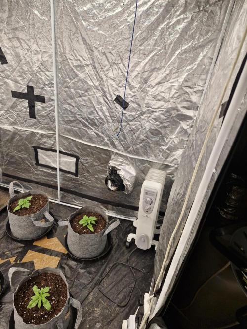 Rs11 pheno hunt. Week 3