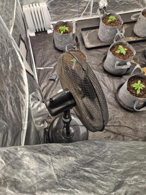 Rs11 pheno hunt. Week 3