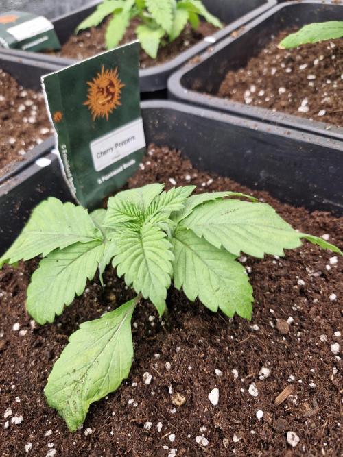 Cherry poppers pheno hunt. Week 3