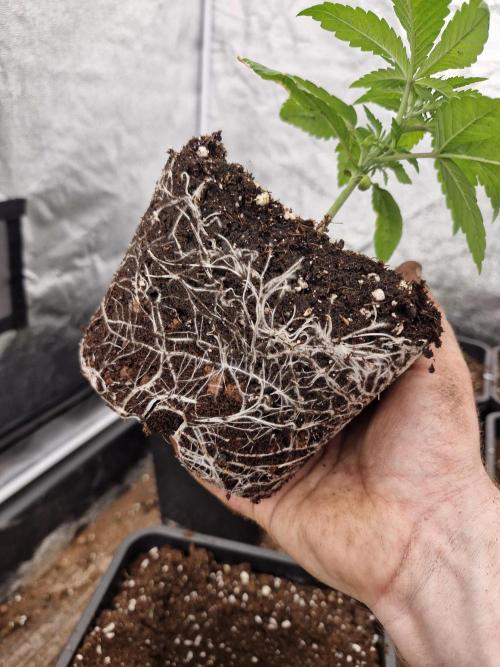 Cherry poppers pheno hunt. Week 3