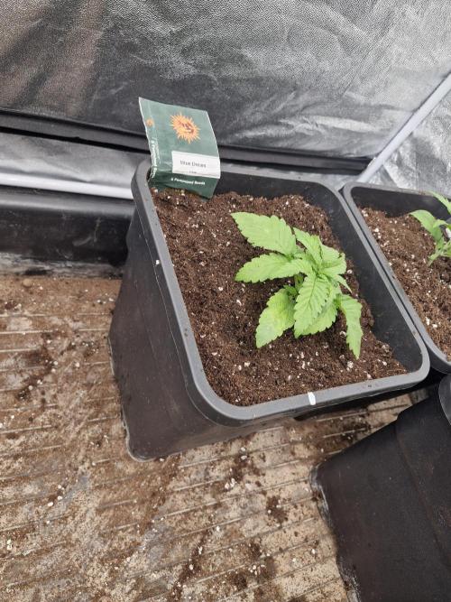 Blue dream pheno hunt. Week 3