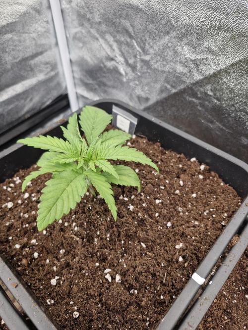 Blue dream pheno hunt. Week 3