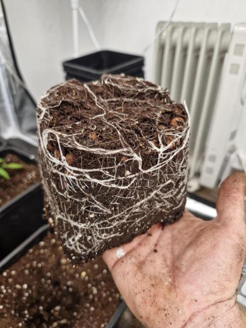 Blue dream pheno hunt. Week 3