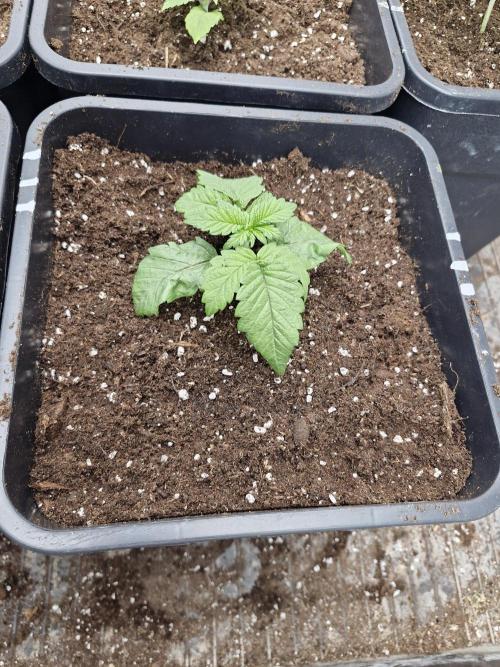 Unknown strain. Week 3