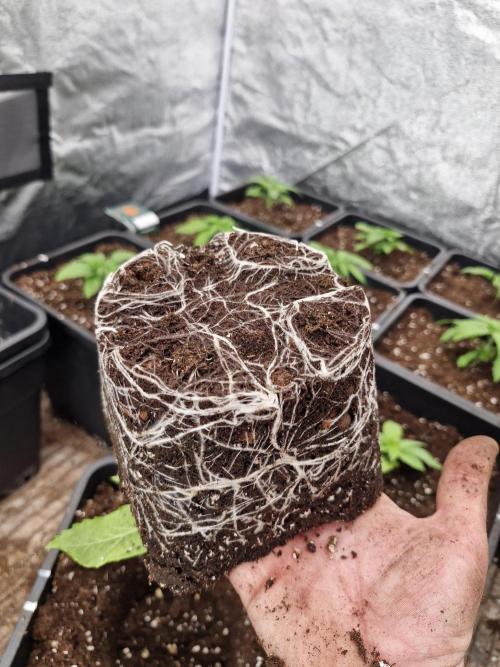 Unknown strain. Week 3