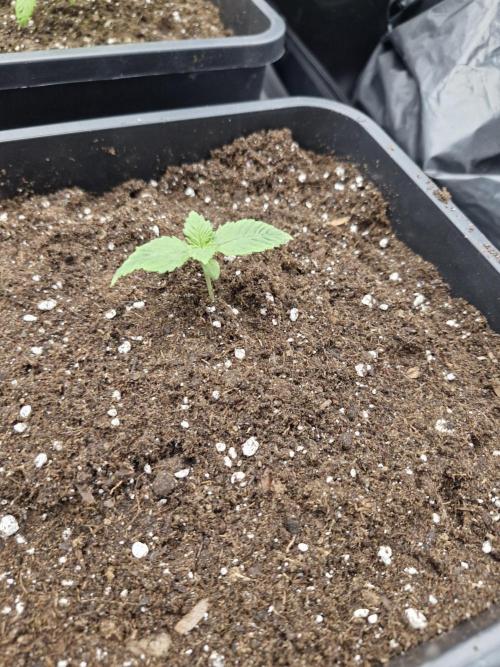 Gmo cookies pheno hunt. Week 2