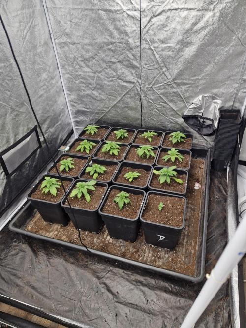 Gmo cookies pheno hunt. Week 2