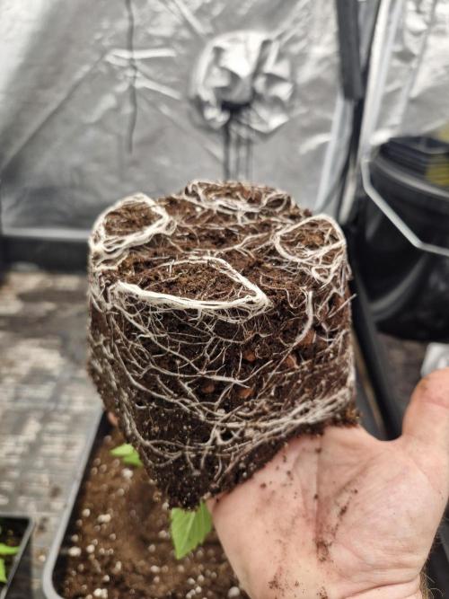 Stardawg pheno hunt. Week 3