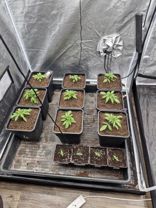 Stardawg pheno hunt. Week 3