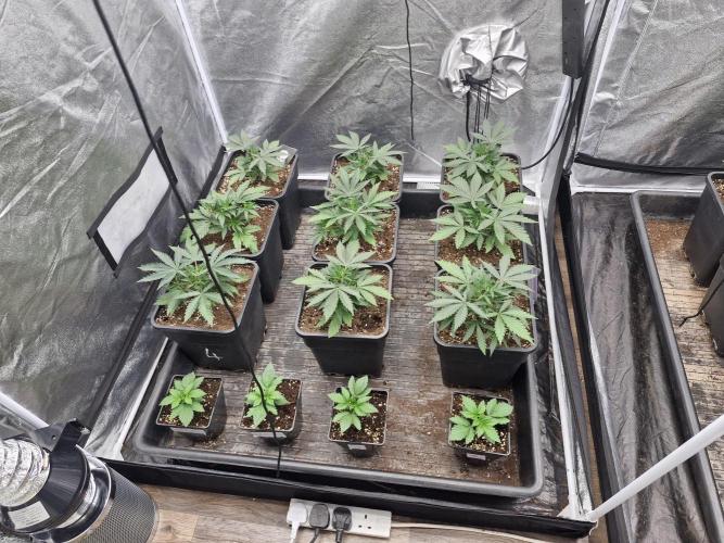 Stardawg pheno hunt. Week 4