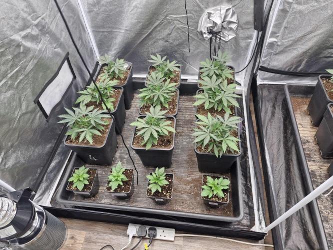 Stardawg pheno hunt. Week 4