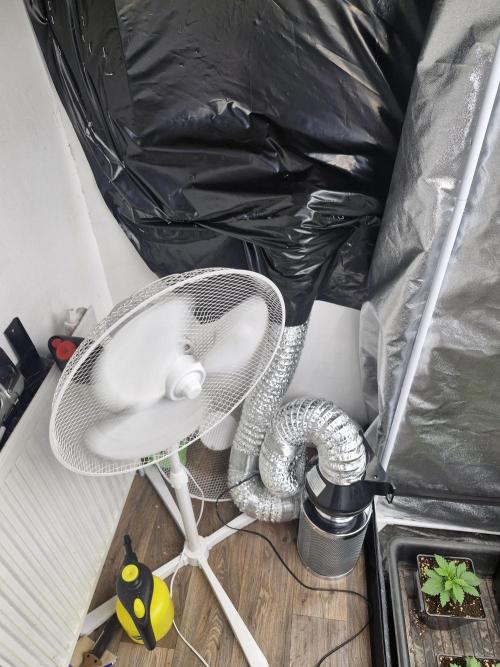 Stardawg pheno hunt. Week 4