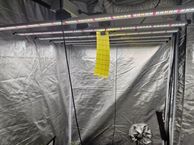 Stardawg pheno hunt. Week 4