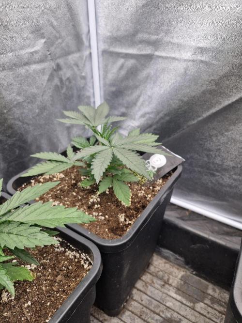 Stardawg pheno hunt. Week 4