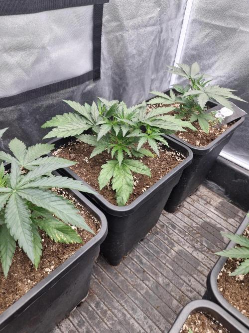 Stardawg pheno hunt. Week 4