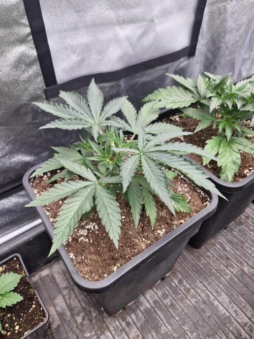 Stardawg pheno hunt. Week 4