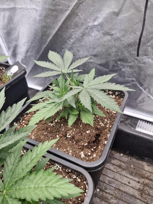 Stardawg pheno hunt. Week 4