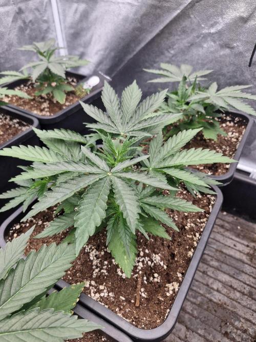 Stardawg pheno hunt. Week 4