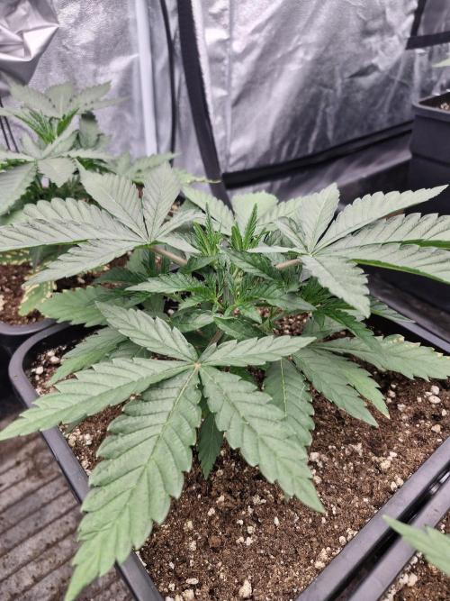 Stardawg pheno hunt. Week 4