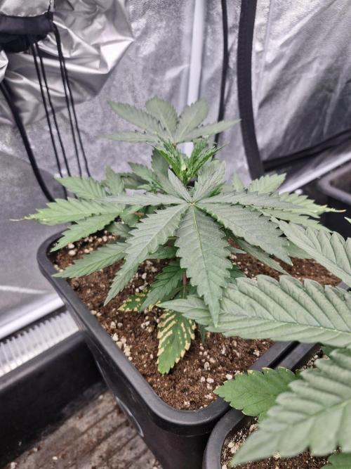 Stardawg pheno hunt. Week 4