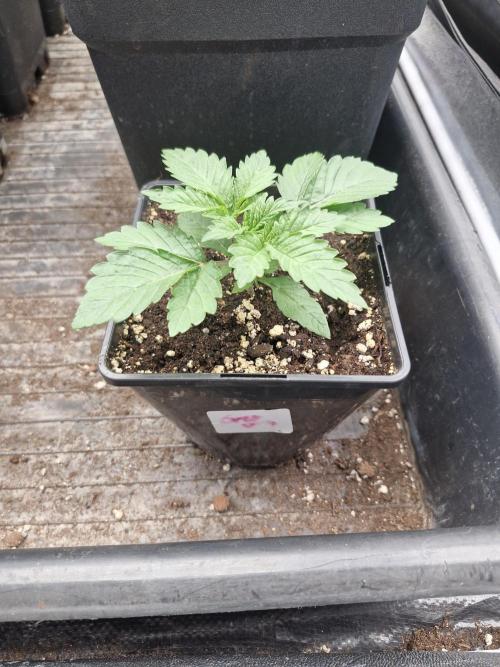 Gmo cookies pheno hunt. Week 3